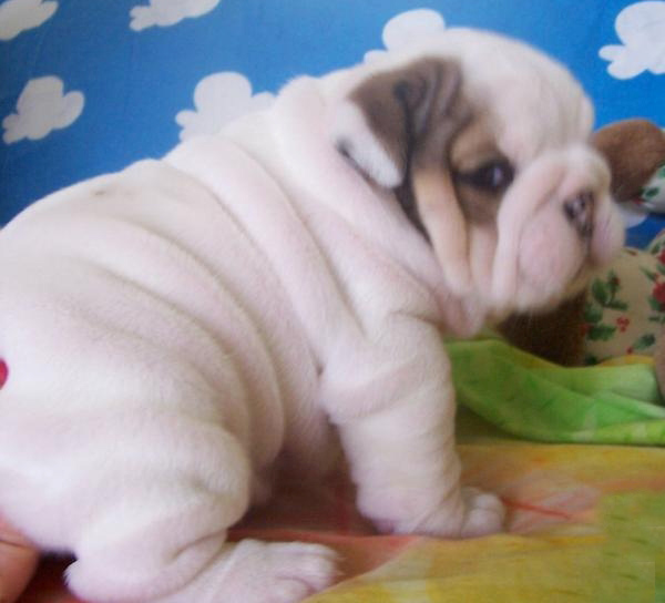 Cute and Adorable English Bulldog Puppies