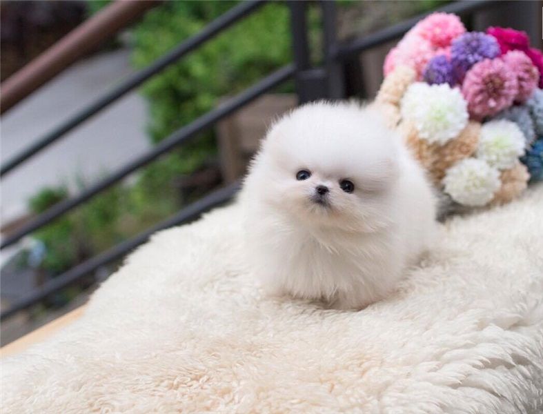 Purebred Pomeranian Puppies Available (313) 482-9956