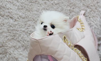 White teacup pomeranian puppies