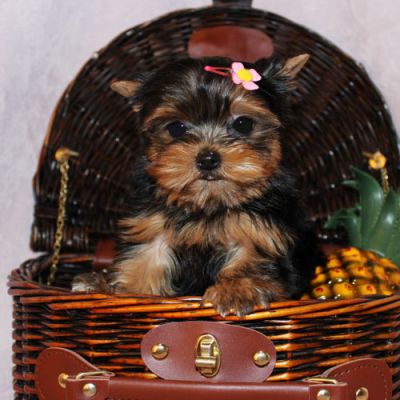 Yorkie puppies for adoption $180   