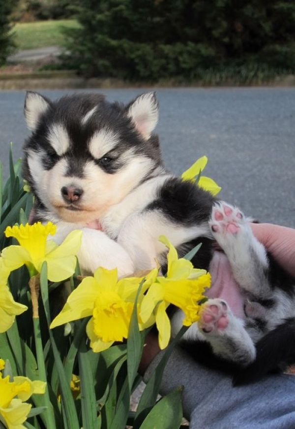 Siberian Husky Puppies
