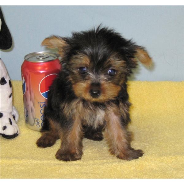 Sweet Teacup Yorkie Puppies for  adoption 