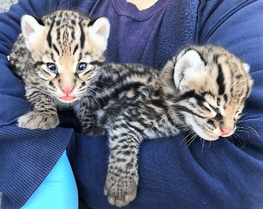 We got available and and ready to go very cute and lovely Ocelot kittens.