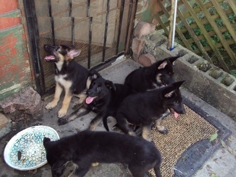 German shepherd puppies for Rehoming