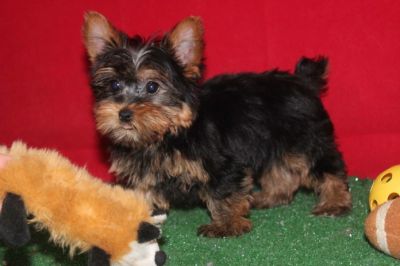 Top Quality Teacup Yorkie Puppies For Free Adoption.