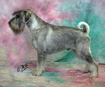 Standard Schnauzer (Medium) pepper and salt with pedigree