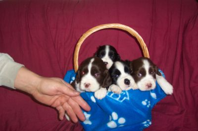 English Springer Spaniels