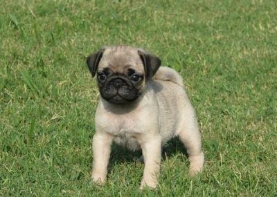   Fantastic and adorable Pug pups 