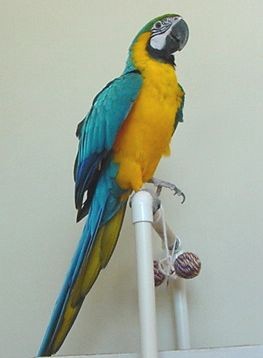 Blue Gold and 1 Catalina Macaw Birds with Cages 