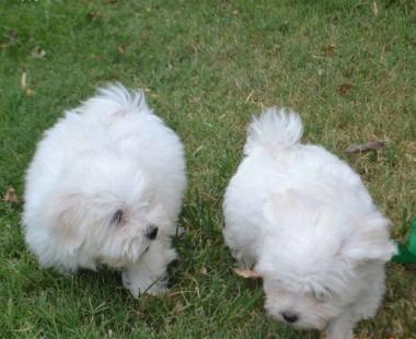 Beautiful and Healthy Teacup Maltese puppies for Adoption