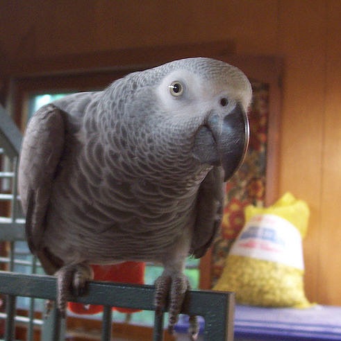 Tame Hand Reared African Grey Parrots