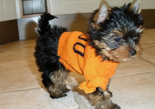 Beautiful Teacup Yorkie puppies for adoption