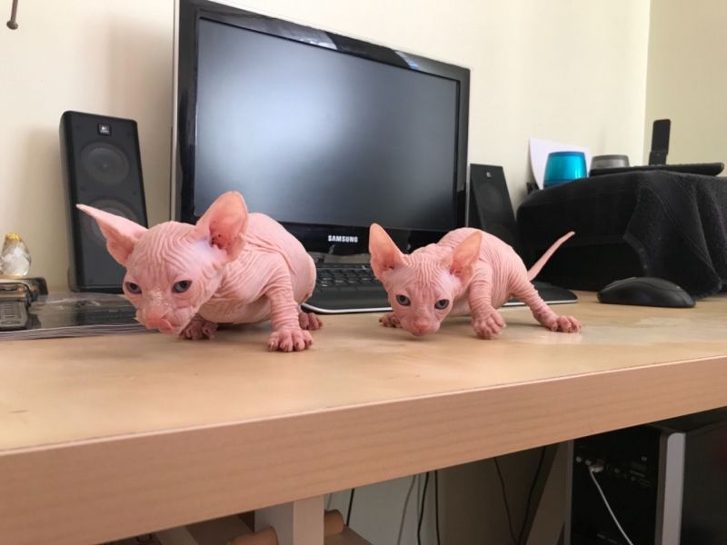 Beautiful Canadian Sphynx kittens