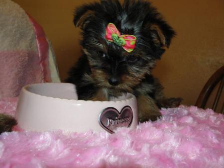 License yorkshire terrier puppies for adoption