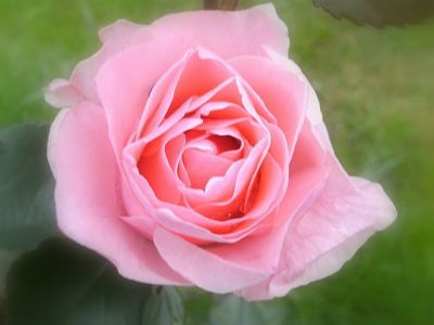 landscaping, gardening