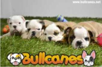 English Bulldog puppies for Sale - BULLCANES