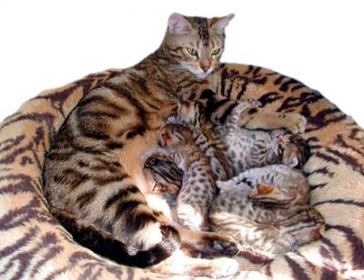 Cute and calm Bengal kittens for adoption.