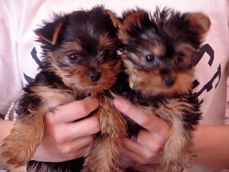 Male and female yorkies for sale