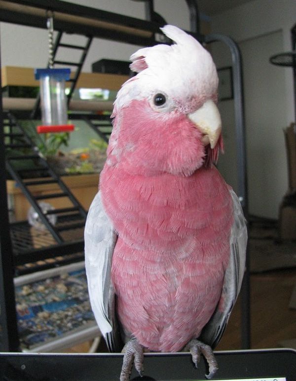 Handfeedi Rose Breasted Cockatoo Babies