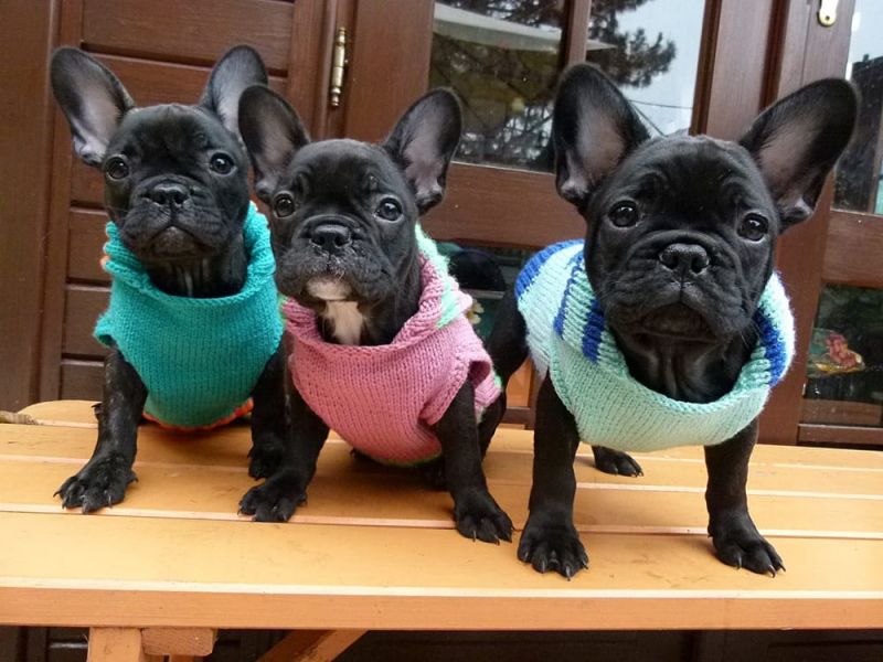  Excellent French bulldog puppies