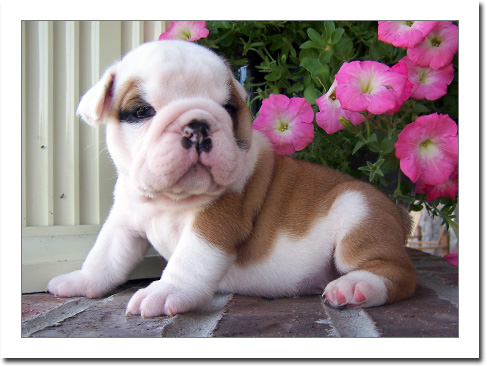 AKC english bulldog puppies available.