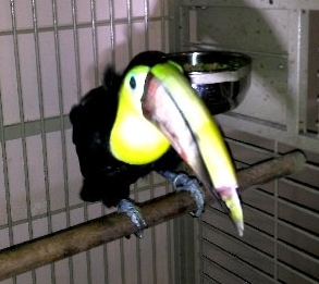  Candle Super Tame Swainson Toucan Birds