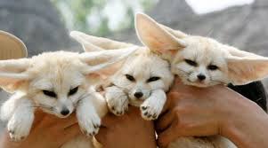 Fennec fox and cheetah for sale