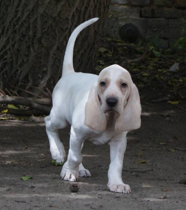 PORCELAINE - noble, rare breed with amazing nature