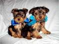   Xmass Yorkie puppies  for free adoption, Male and Female