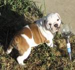 English Bulldogs seeking for a new home