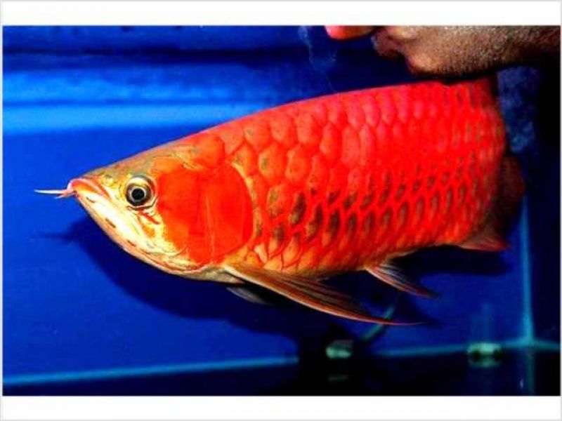  Arowana Special Light Red/Gold Aquarium Lighting under water 