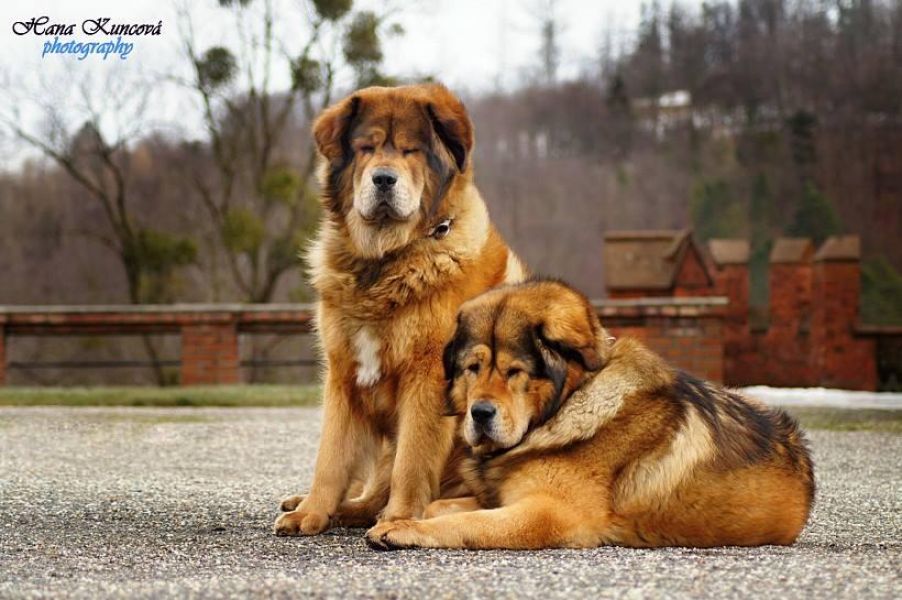 Tibetan Mastiff with pedigree