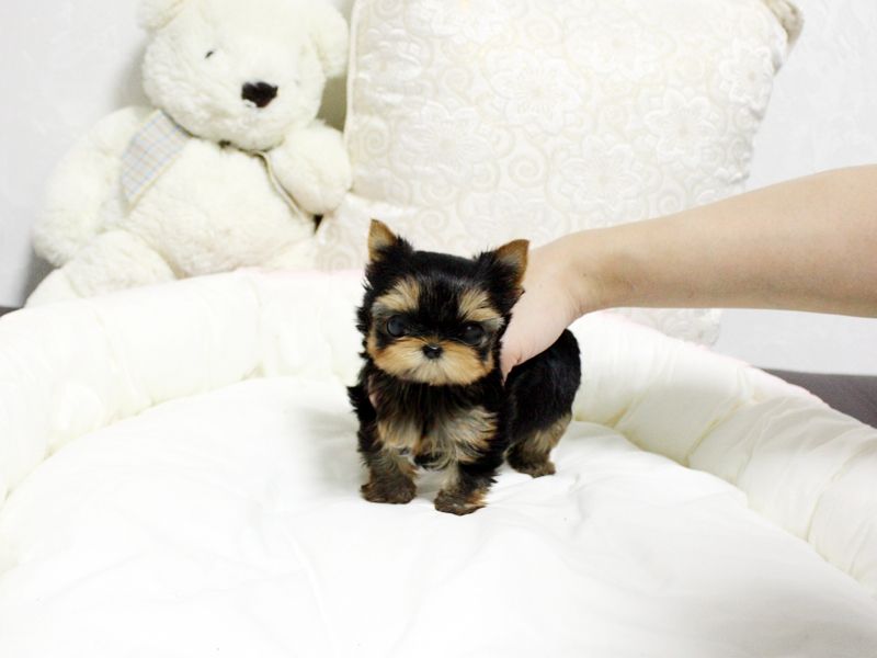 Gorgeous Teacup Yorkie puppies 