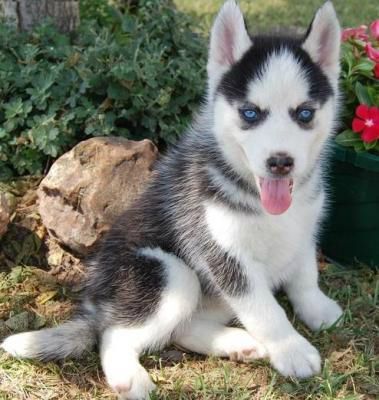 Well trained male and female Siberian husky puppies.