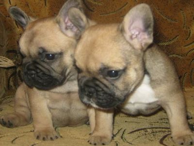 Pair of adorable Fawn French bulldog puppies on adoption
