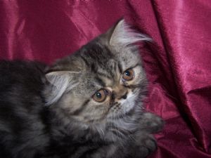 CFA SHOW AND PET QUALITY PERSIANS KITTENS