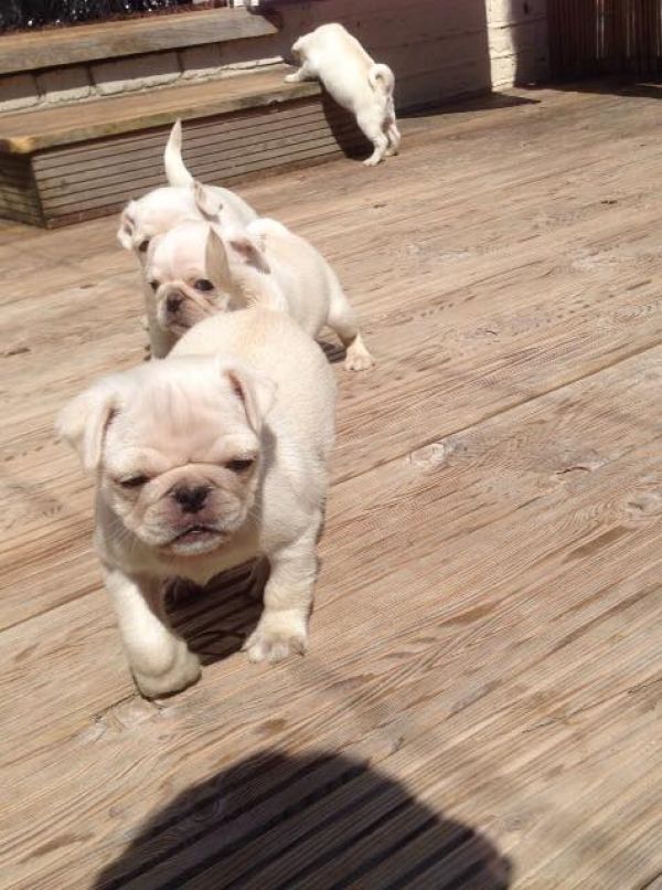 Sweet pug puppies for new homes