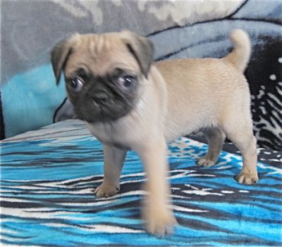 Pug Puppies Purebred CKC Registered $500.00 up