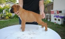 lovely boxers puppies 