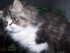 CFA SHOW AND PET QUALITY PERSIANS KITTENS