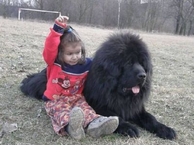 Tibetan Mastiff, Do-Khyi