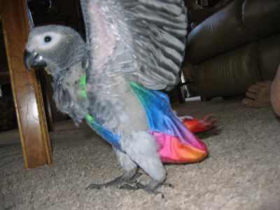 african grey parrots for sale 280euro