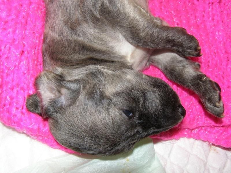 Afghan hound puppies for sale