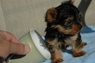 AKC Tea-Cup Yorkie Puppies For Adoption