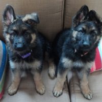 German shepherd puppies