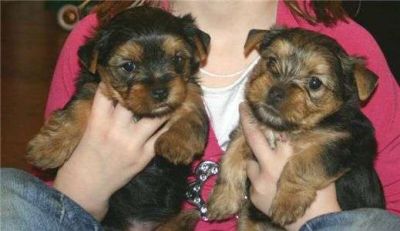 Yorkie Puppies For Free Adoption...