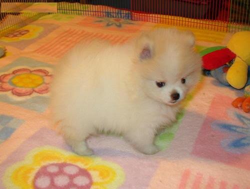 Charming Teacup Pomeranian Puppies for adoption