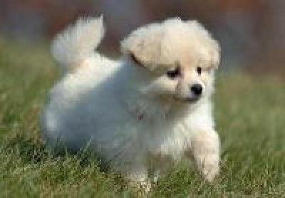 Adorable Pomeranian puppies For Free Adotion