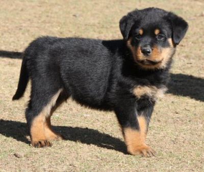 We Have  Beautiful Litter  Rottweiler Puppies  Ready Now To Go