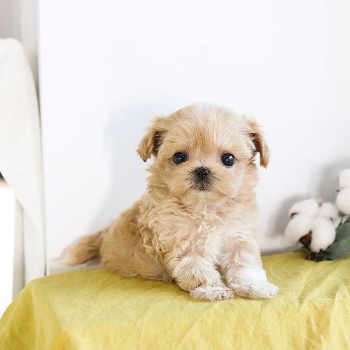 Sweet Toy Poodle puppies for adoption